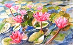 38. Water Lillies (1)
